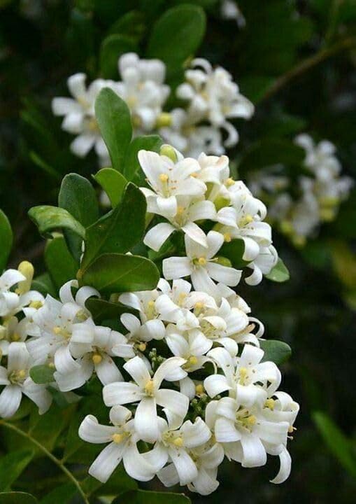 Madhu Kamini Flower Plant
