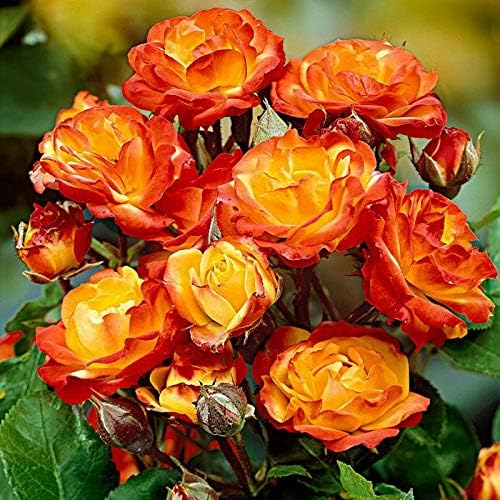 Climbing Rose Pink Shade