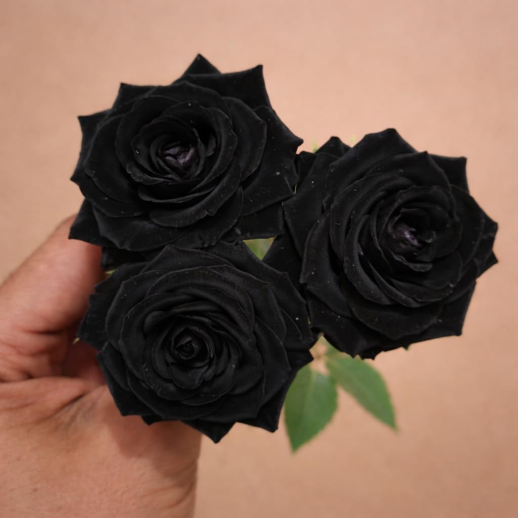Rare Black Rose Grafted  Live Plant