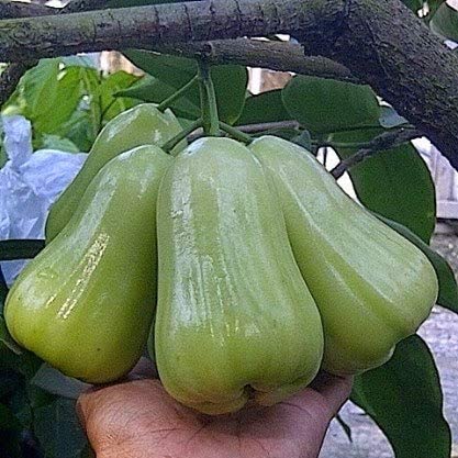 Green Java Apple Plant(Jamrul)