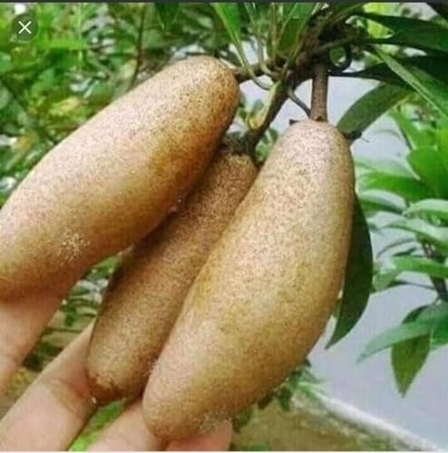 PlantExotic Sweet & Tasty Thai Long Banana Sapota/Chiku Live Plant(GRAFTED) All Time Variety.