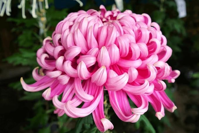 Snowball Chrysanthemum Pink (Hybrid)