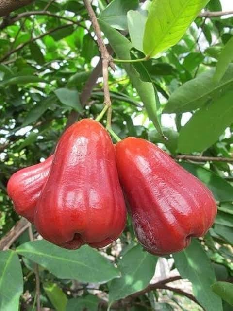 Java Apple Red & White Combo (Pack of 2) Live Plant