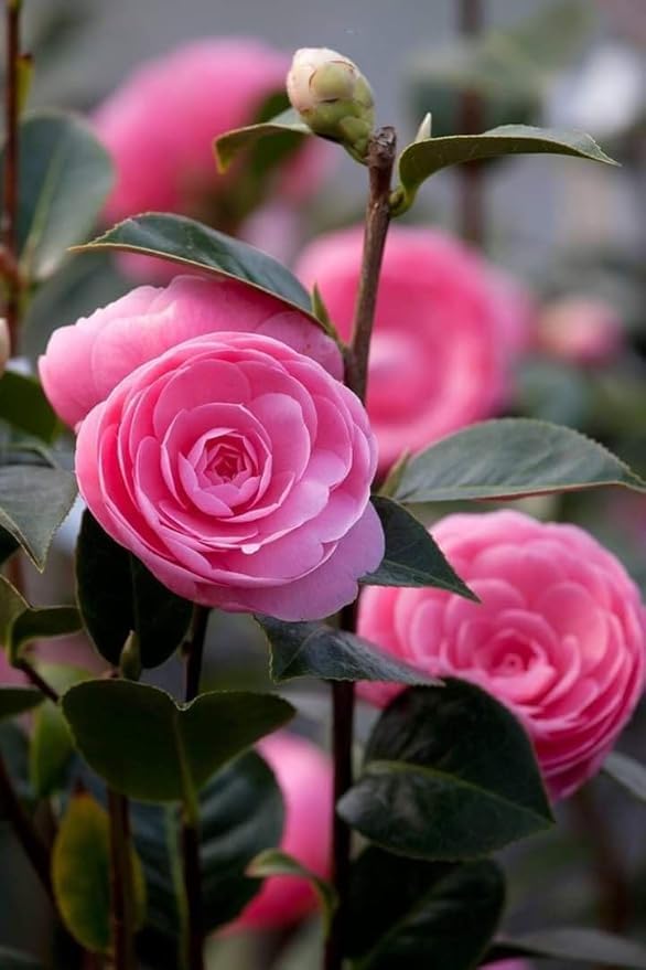 Camellia Pink Perfection Hybrid