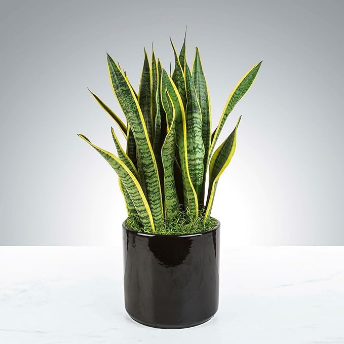 Example productExotic Indoor Plants Snake Plant, Live Indoor Houseplant with White and Green Variegated Leaves, Air Purifying, Low Maintenance, 25cm Height, Partial Shade, Well-draining Potting Mix