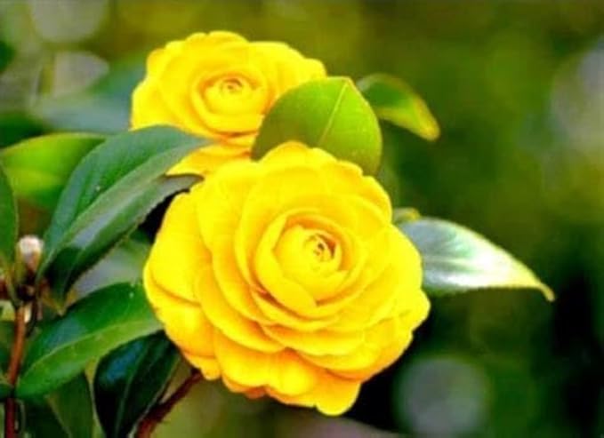 Plant Exotic Very Beautiful Yellow camellia flower live plant,Gardens Outdoors flower plant,Very Beautiful Camellia Japonica Kamiliya Flower (Queen of Winter) Live Pant Original Variety.