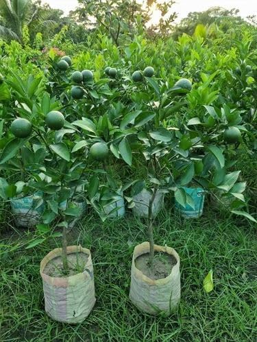Bari 1 Malta Mosambi Special Grafted Plant