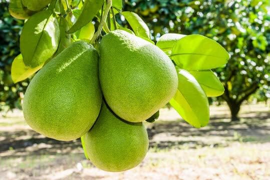 Pomelo Batapi (Citrus Grandis)