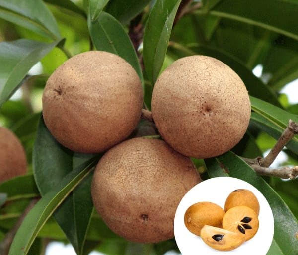 Sapota (Chikoo) Grafted Fruit Plant