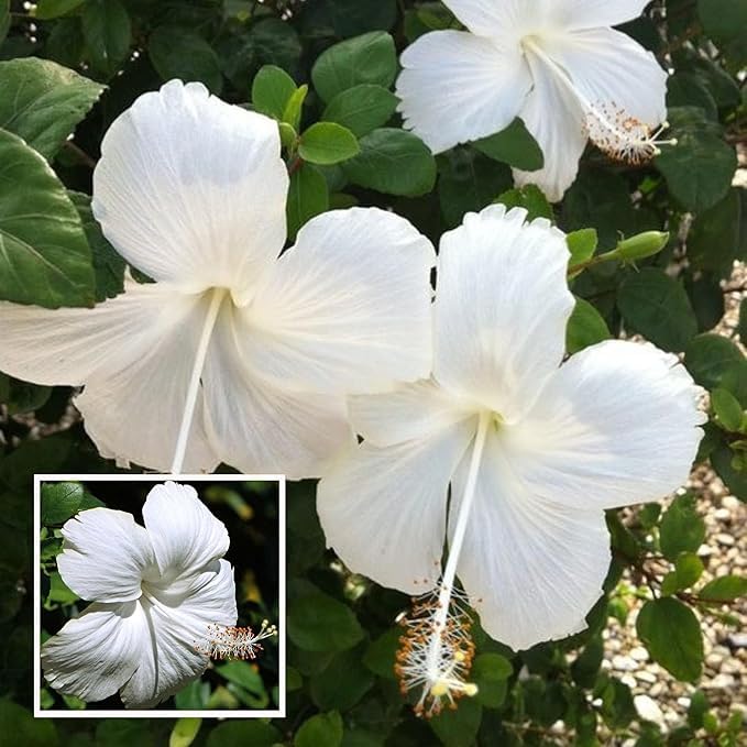 Hibiscus White (Gudhal)