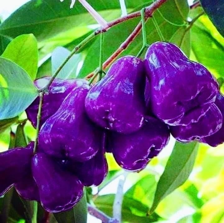 Purple Java Apple (Grafted)