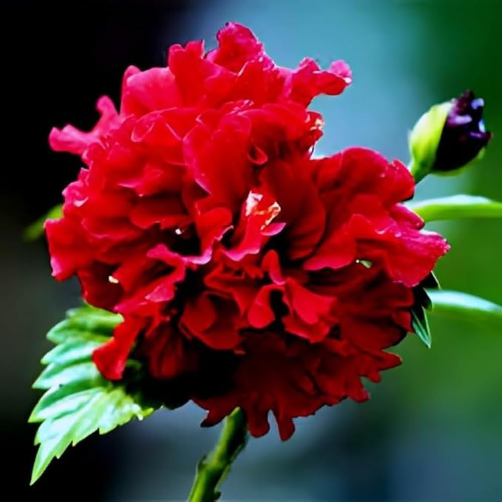 Hibiscus Red Double Petal