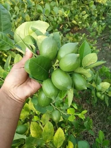 Thai Lemon (Guti Kolom/Air Layered)Live Plant