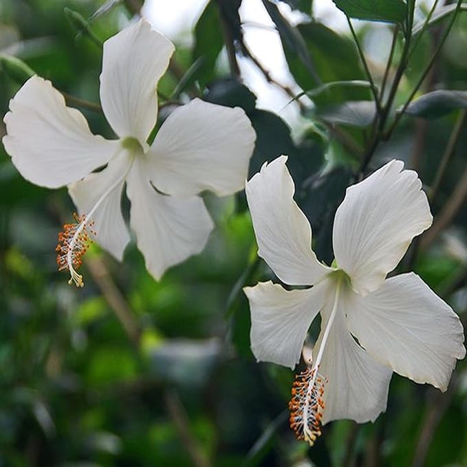 Hibiscus White (Gudhal)