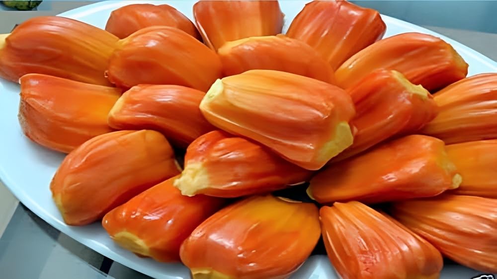 Red Jackfruit + L49 Guava Combo (Grafted & Air Layered)