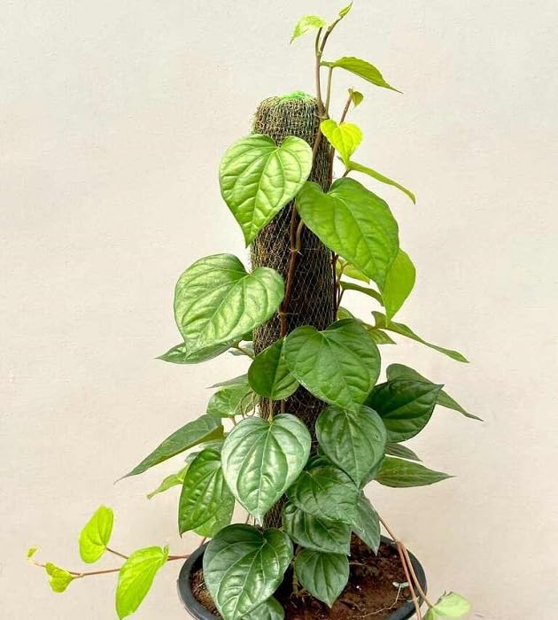 Pan Betel Leaf (Meetha Paan) Plant