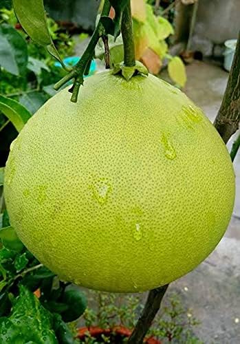 Pomelo Batapi (Citrus Grandis)