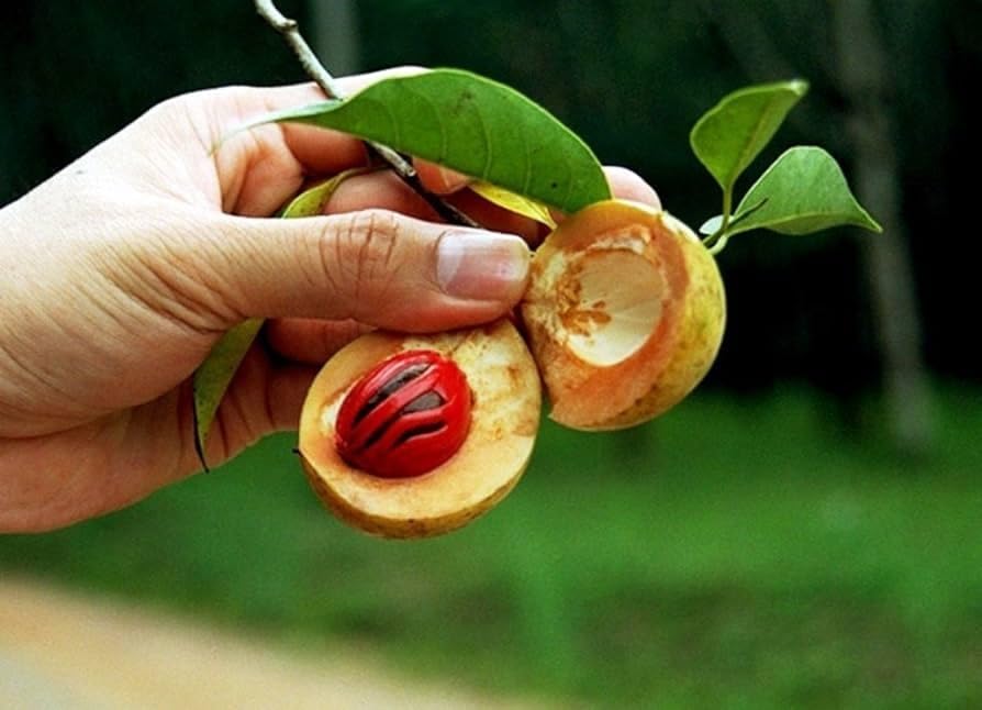 Nutmeg (Jaifal) Plant