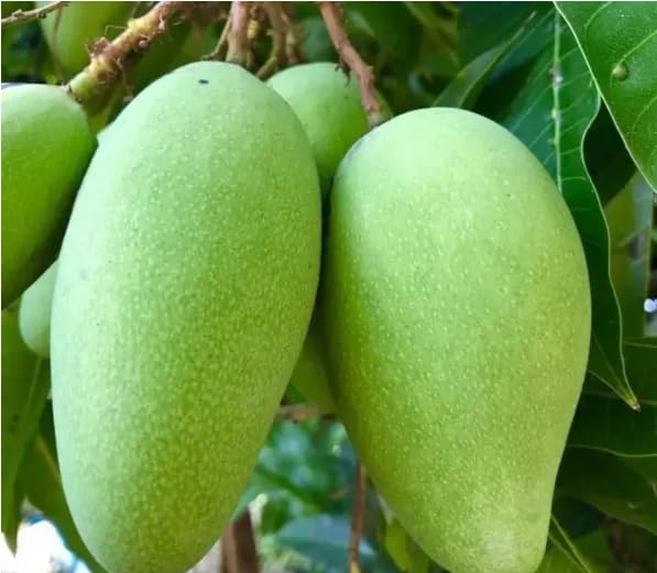 PlantExotic Original Variety Thailand All Time/ Baramasi Mango Grafted Live Plant
