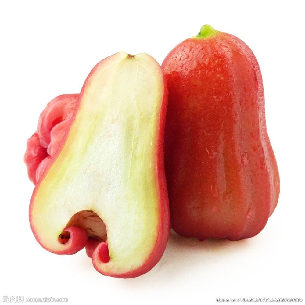 Red Java Water Apple Live  Plant (GRAFTED)