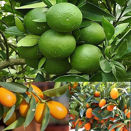 Kumquat Orange + Malta Combo (Pack of 2)