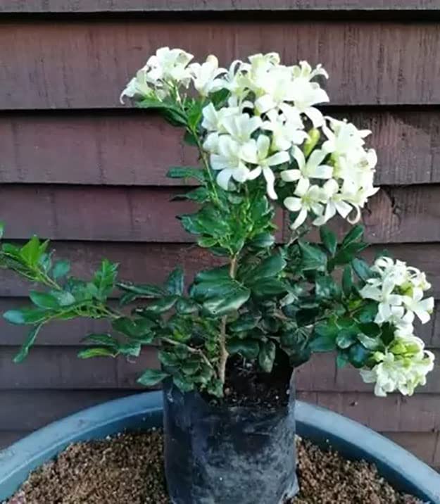 Madhu Kamini Flower Plant