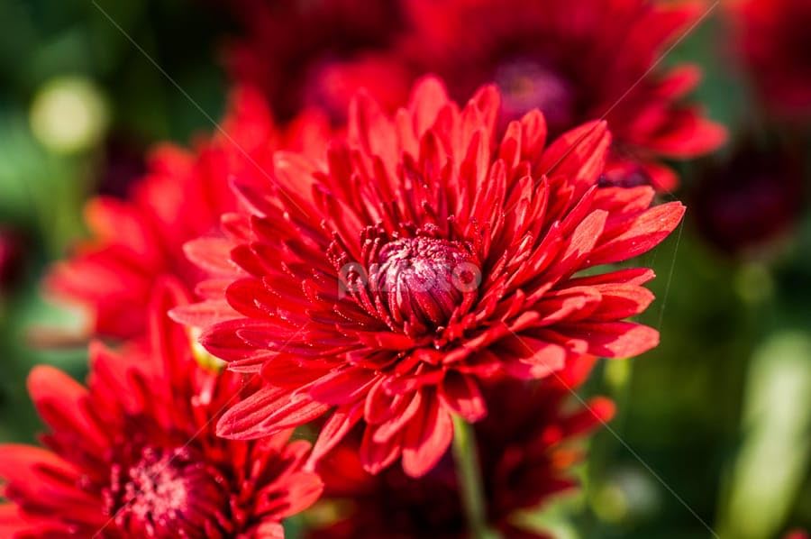 Snowball Chrysanthemum Red (Hybrid)