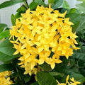 Ixora (Rongona) Flower Plant
