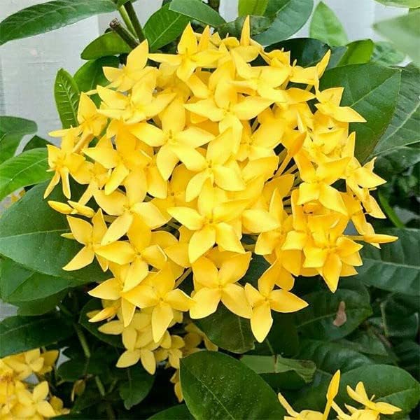 Ixora (Rongona) Flower Plant