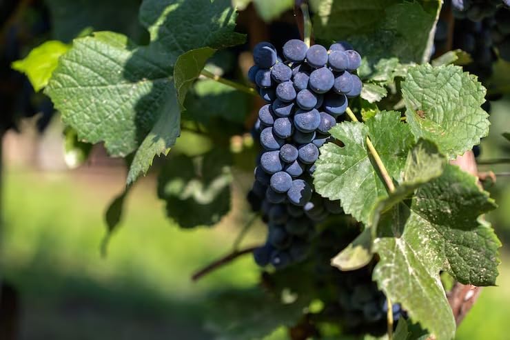 PlantExotic Sweet Jubilee Grape Plant