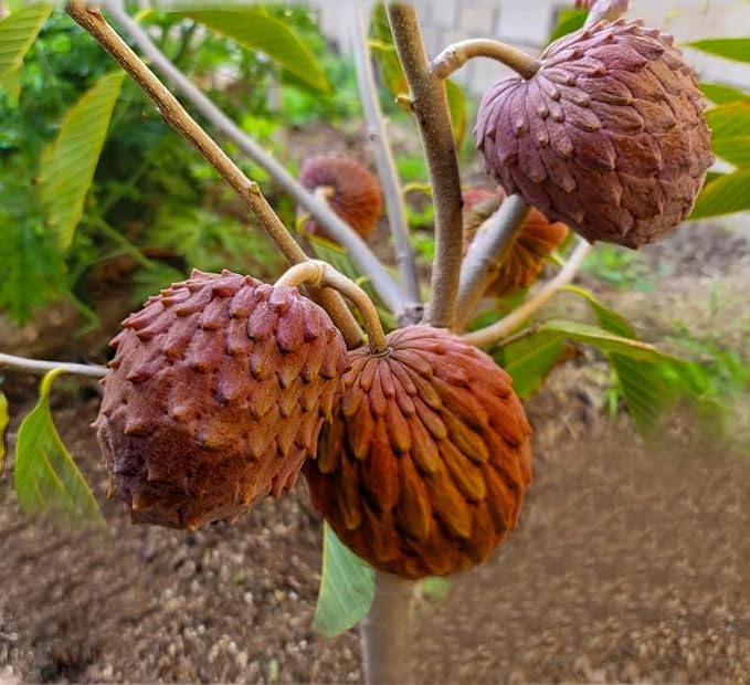 Red Sugar Apple (Sitafal) Live Plant