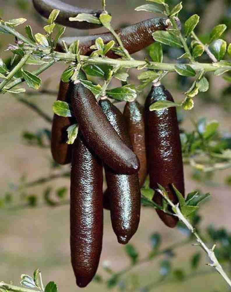 PLANT EXOTIC Black Finger Lemon|Lime,Kala Nimboo, Long Finger Citrus Australasica Lemon Grafted Original Variety Healthy and Hybrid Plant Fruit After 1 Year