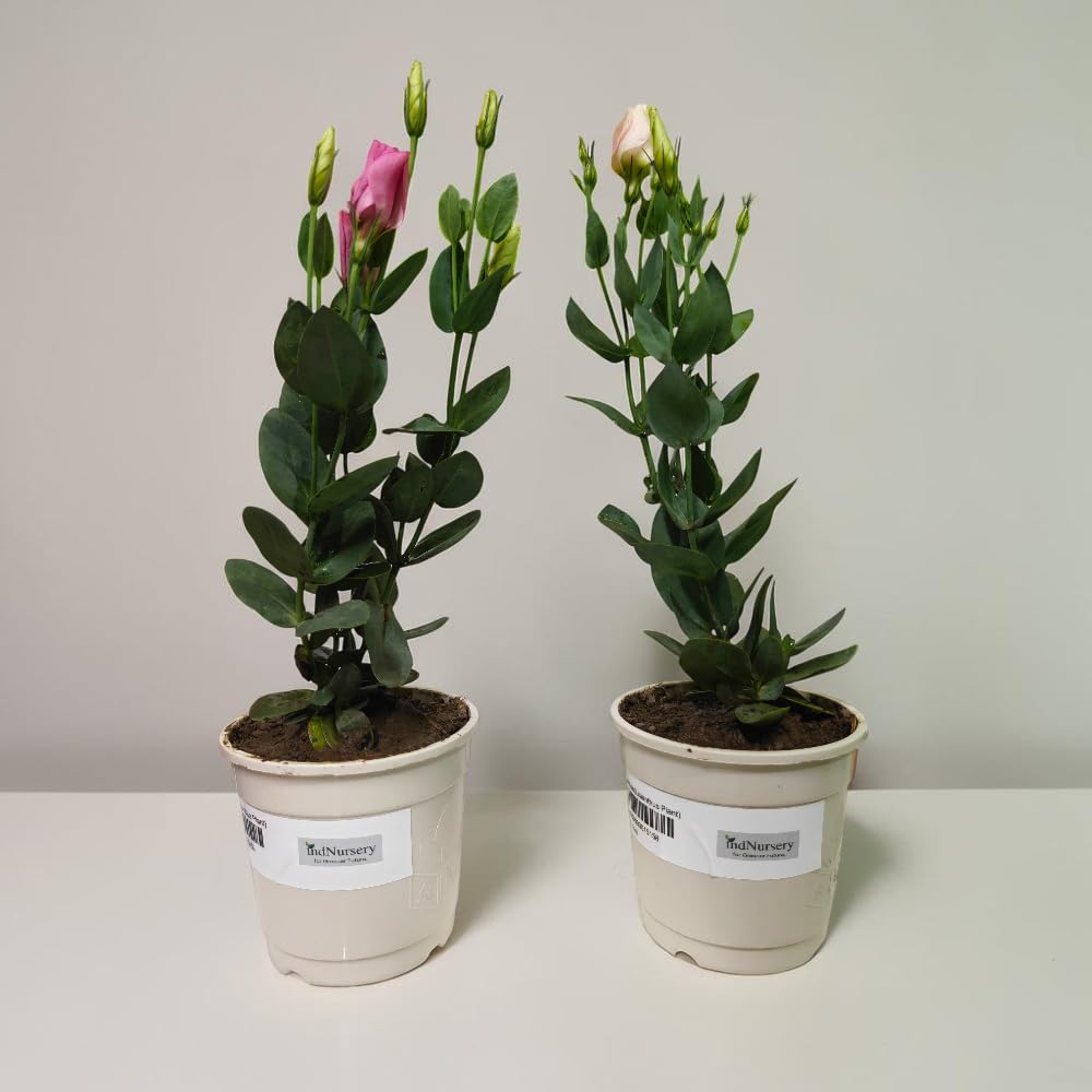 Multicolor Lisianthus Hybrid Flower Plant (Pack of 1)
