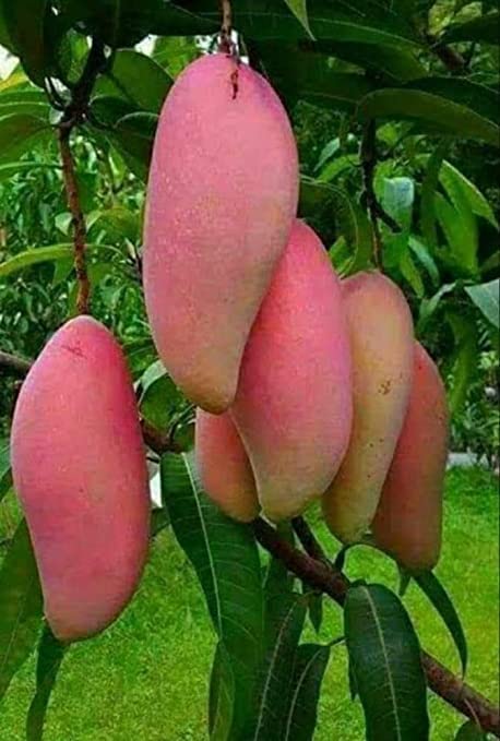 Thai Red Banana Mango Grafted Live Plant