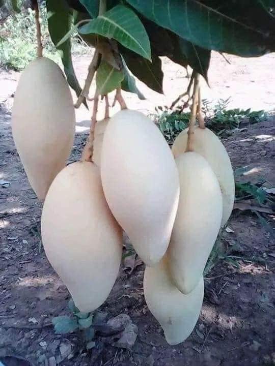 Thailand White Mango (Grafted) Live Plant