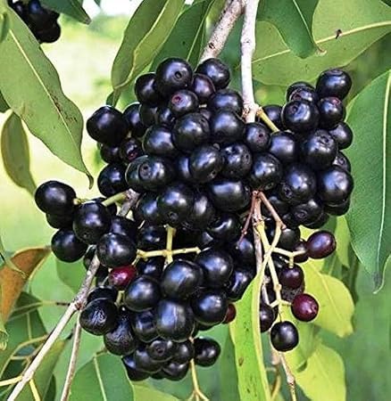Jamun (Wax Apple Hybrid) Plant/Black Jamun Plant