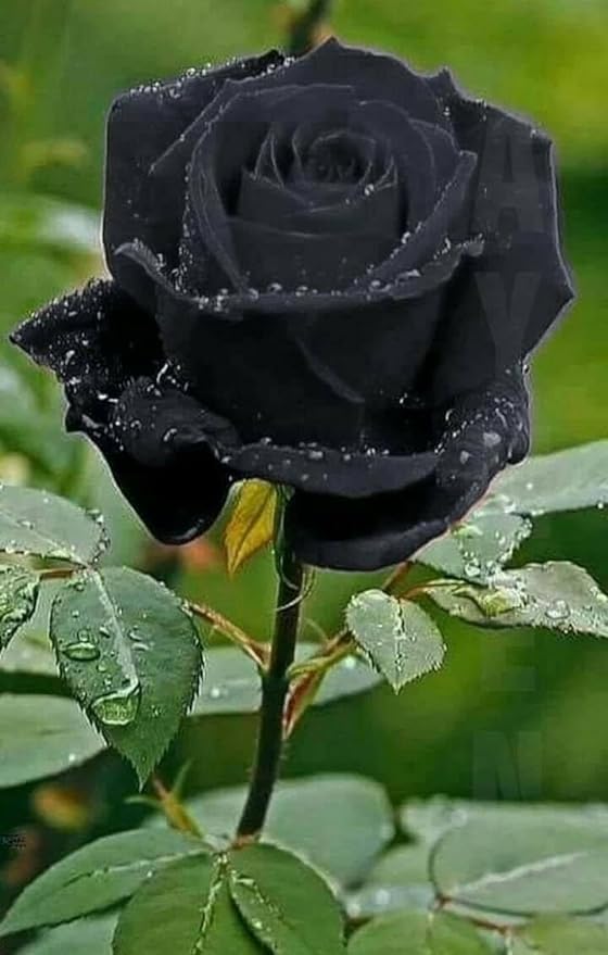 Climbing Rose Black Purple Live Plant