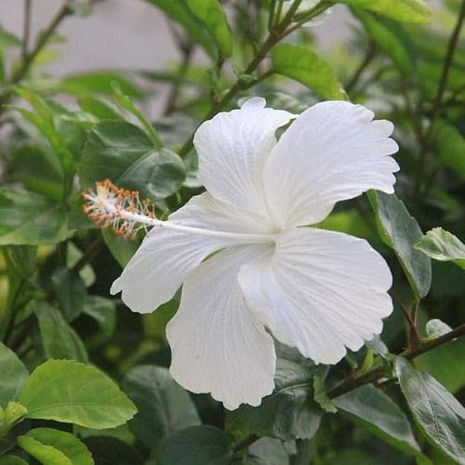 Hibiscus White (Gudhal)