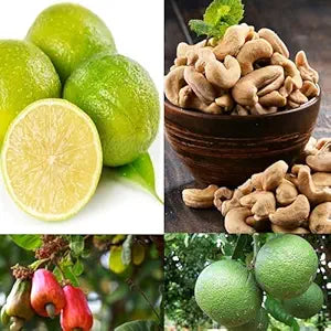 Cashew + Nagpur Mosambi Combo (Pack of 2)