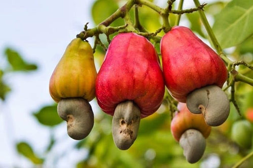 Cashew (Kaju) Grafted Plant