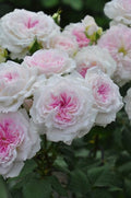 Climbing Rose Pink with Cream Live Plant