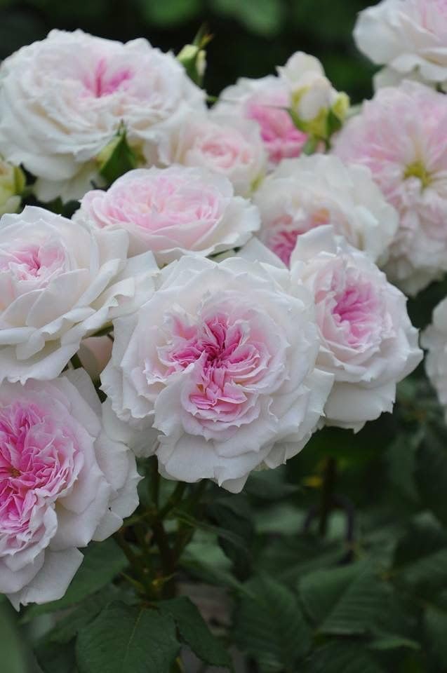 Climbing Rose Pink with Cream Live Plant