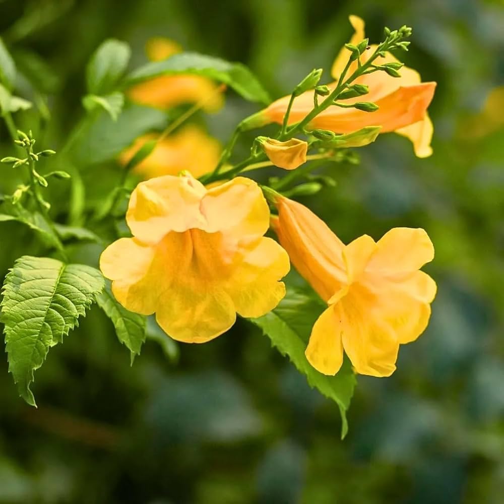 PlantExotic Tecoma Dwarf Yellow Flower Live Plant