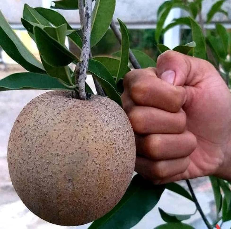 Sapota (Chikoo) Grafted Fruit Plant