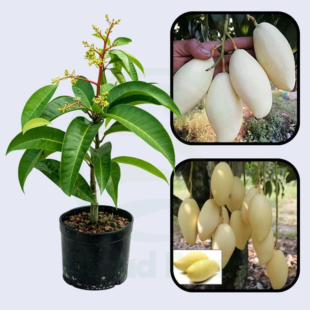 Thailand White Mango (Grafted) Live Plant
