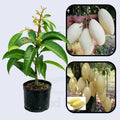 Thailand White Mango (Grafted) Live Plant