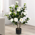 PlantExotic White Camellia (Camellia Japonica) Live Plant