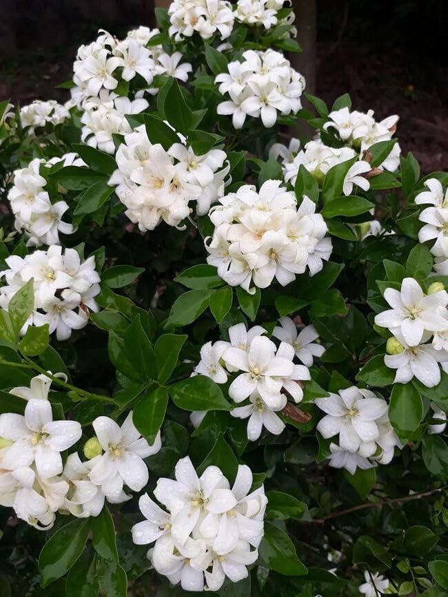 Madhu Kamini Hybrid Flower Plant
