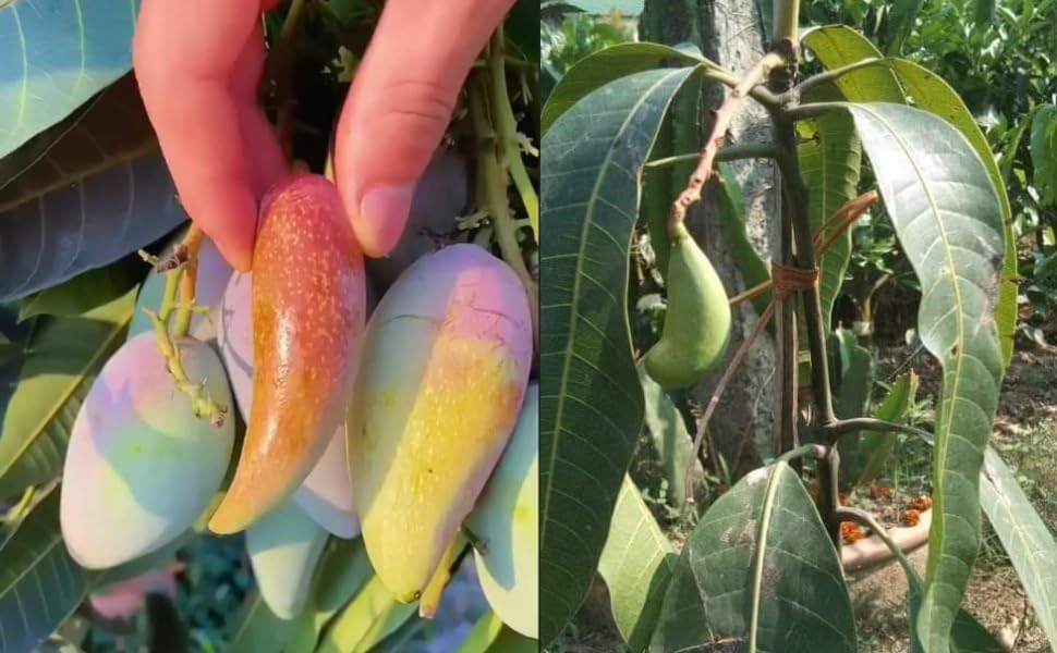 Chili Mango (Lajiao Red) Grafted Plant