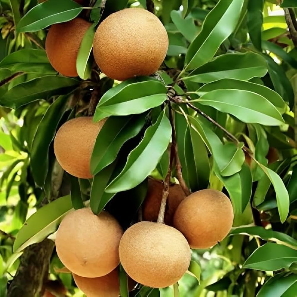 Sapota (Chikoo) Grafted Fruit Plant